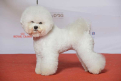 160110-mydog-sonya-bob