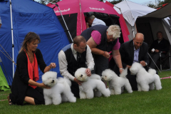 140816-bornholm-breeder-charlie-sigge-berit-sheela-1-large