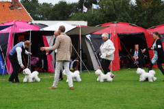 140817-bornholm-breeder-sigge-sheela-berit-charlie-1-large
