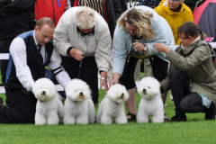 140817-bornholm-breeder-sigge-sheela-berit-charlie-2-large