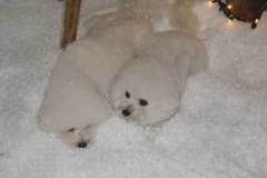 ha-snow
