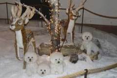 rensnow-3