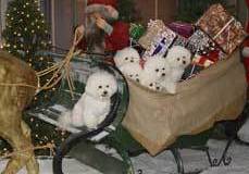 sleigh-5-1