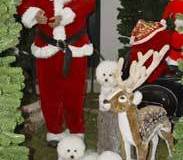 tomte-2
