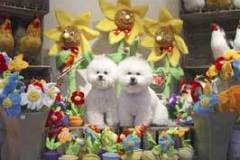 blommor-1