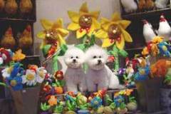 blommor-3