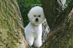 120908-charlie-2-medium