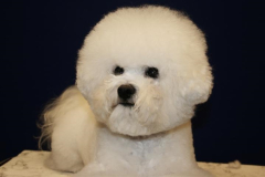 110319-cherie-head-1-small