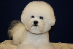 110319-cherie-head-2-small