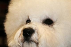 110319-emma-head-1-small