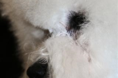 110319-emma-head-2-small