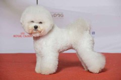 160110-mydog-sonya-bob