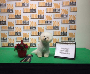 161204-stockholm-teddy