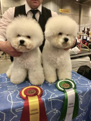 170319-malmo-sonya-bob-teddy-bos