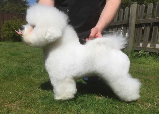 170513-teddy-profil-3