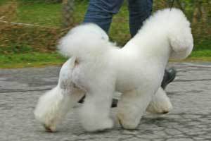 100507-knut-move-7
