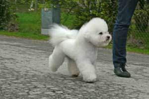 100507-knut-move-8