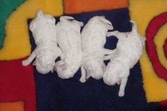 photo2