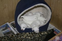 photo6