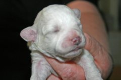 boy1