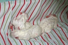 puppies1