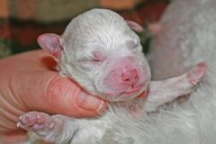 puppy1