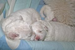 sover3
