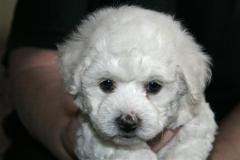 110330-boy-head-1-small