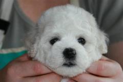 110330-girl-vf-head-2-small