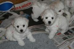 110330-girls-hf-vf-small