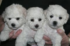 110330-girls-vf-v-hf-small