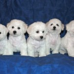 kull30-betal-150x150