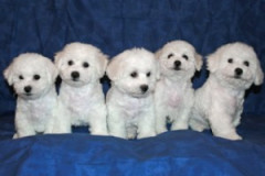 kull30-betal-300x215