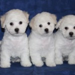 kull32-ninjago-150x150