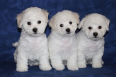 kull32-ninjago-300x215