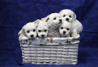 140712-valpar-korg-3