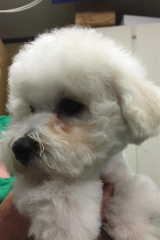 150607-speedy-head-2