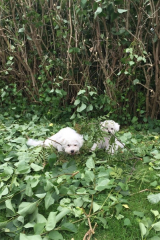 150628-valpar-i-skog