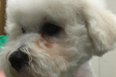 150607-speedy-head-2