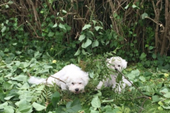 150628-valpar-i-skog