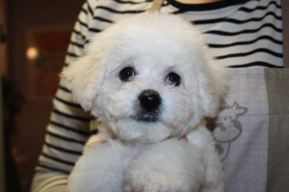 160214-hane-b-head-2