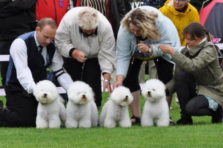 140817-bornholm-breeder-sigge-sheela-berit-charlie-2-large