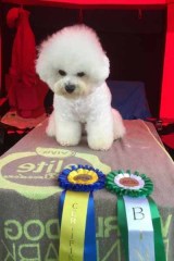 160702-boras-elsa-cert