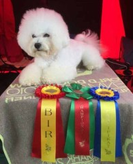 160702-boras-zeus-champion-5