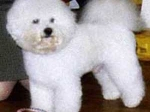 thumbs_bamse